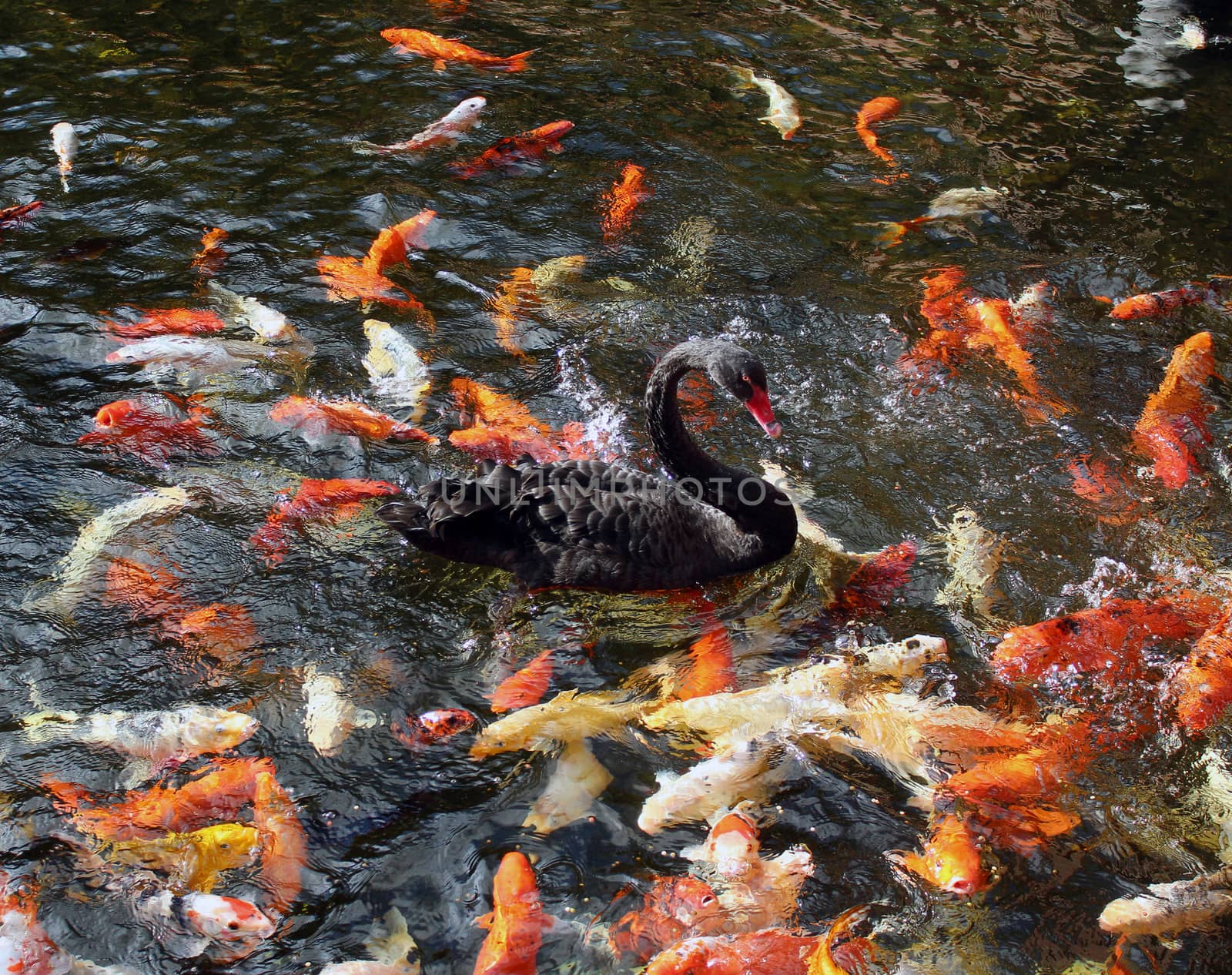 Koi fishes and a black swan swimming by hibrida13