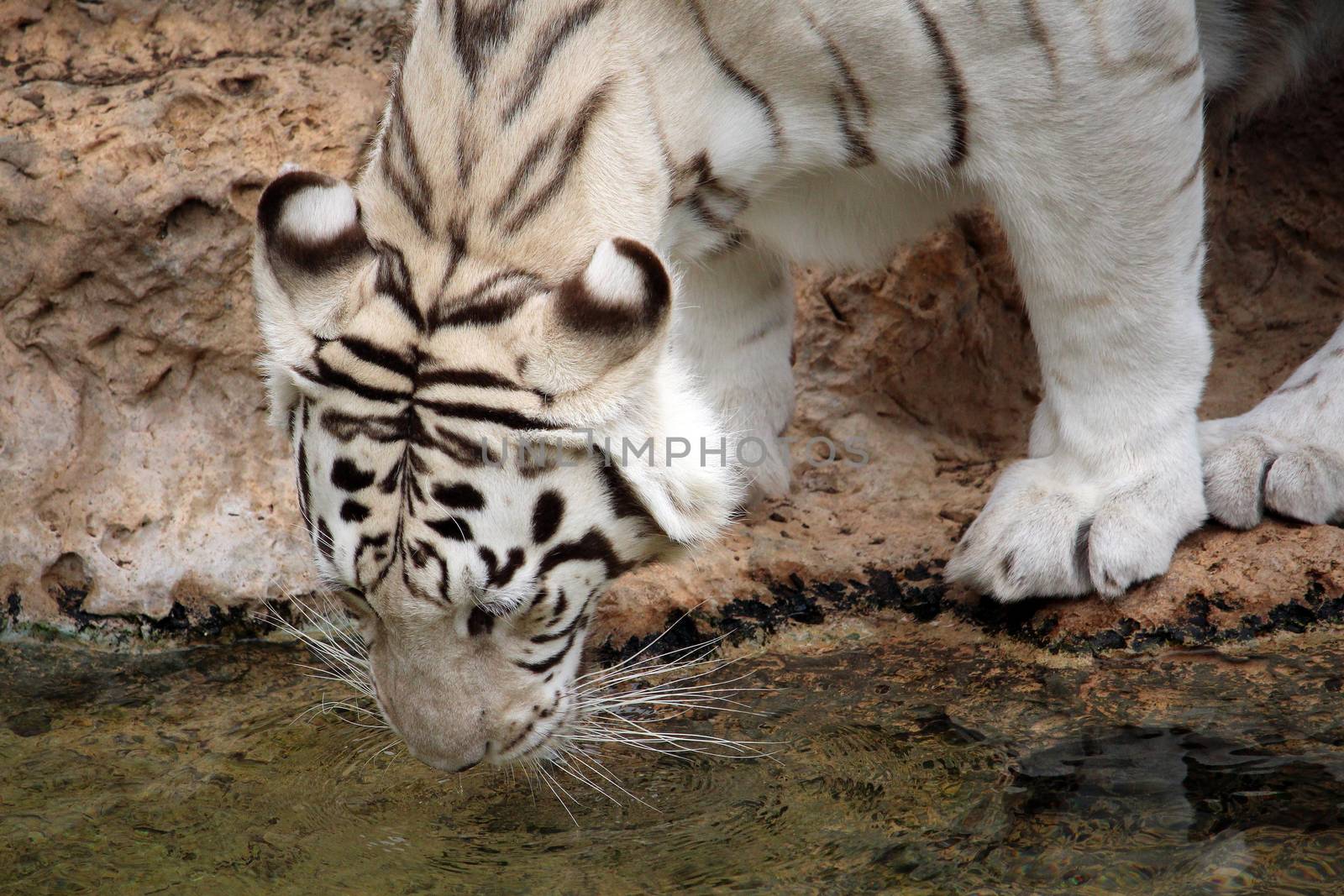 White tiger drinking water by hibrida13