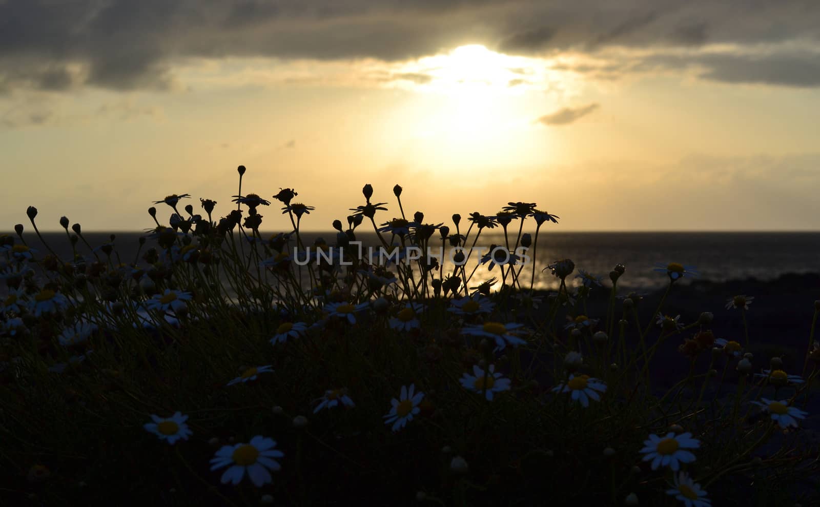 Silhouette of daisy flowers on ocean shore over sunset background