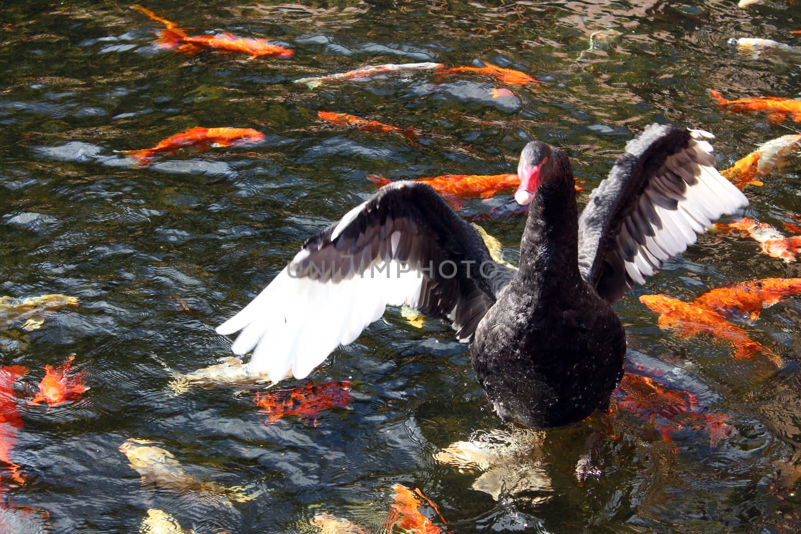 Several koi fishes swim around a black swan with open wings