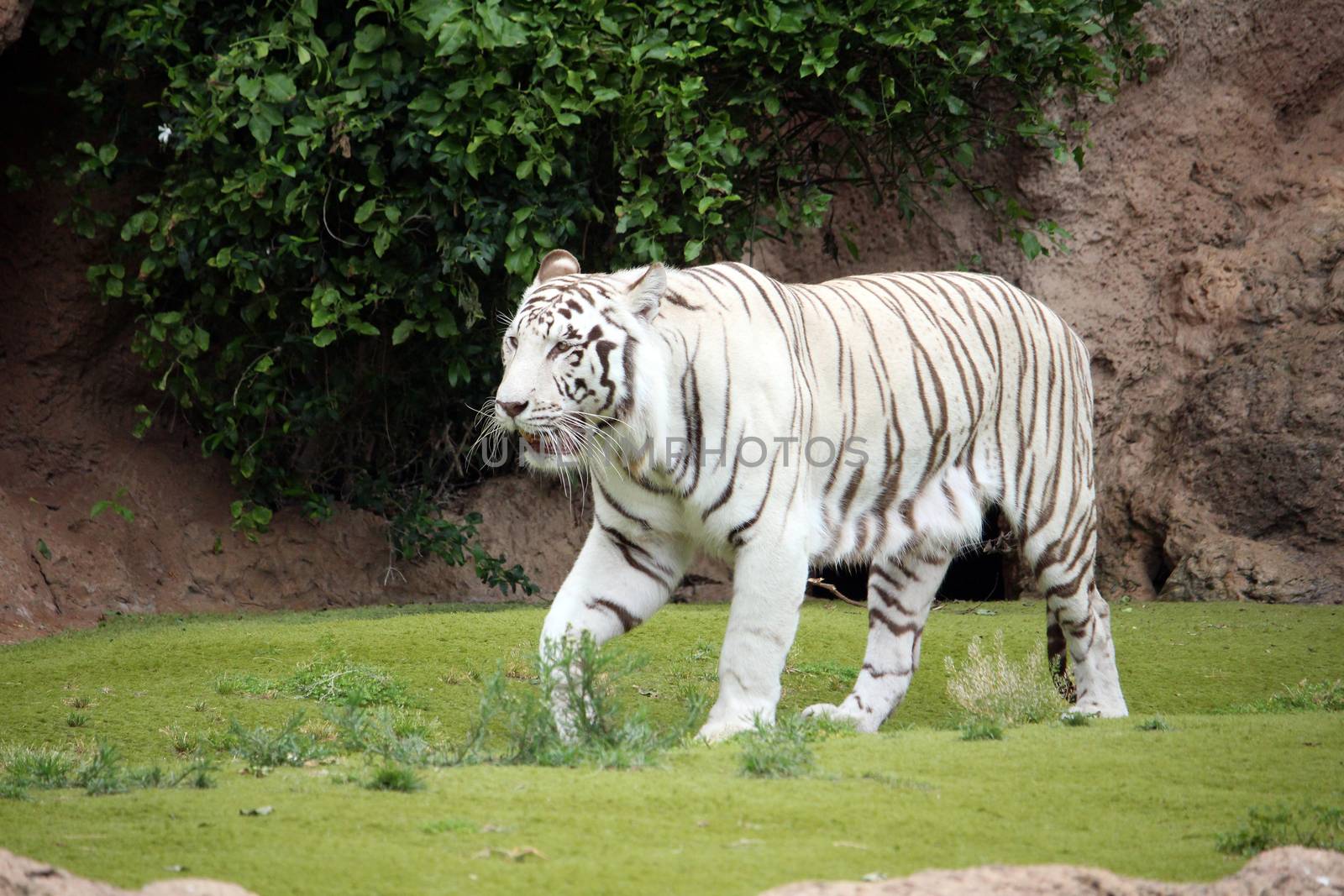 White tiger walking in natural background by hibrida13