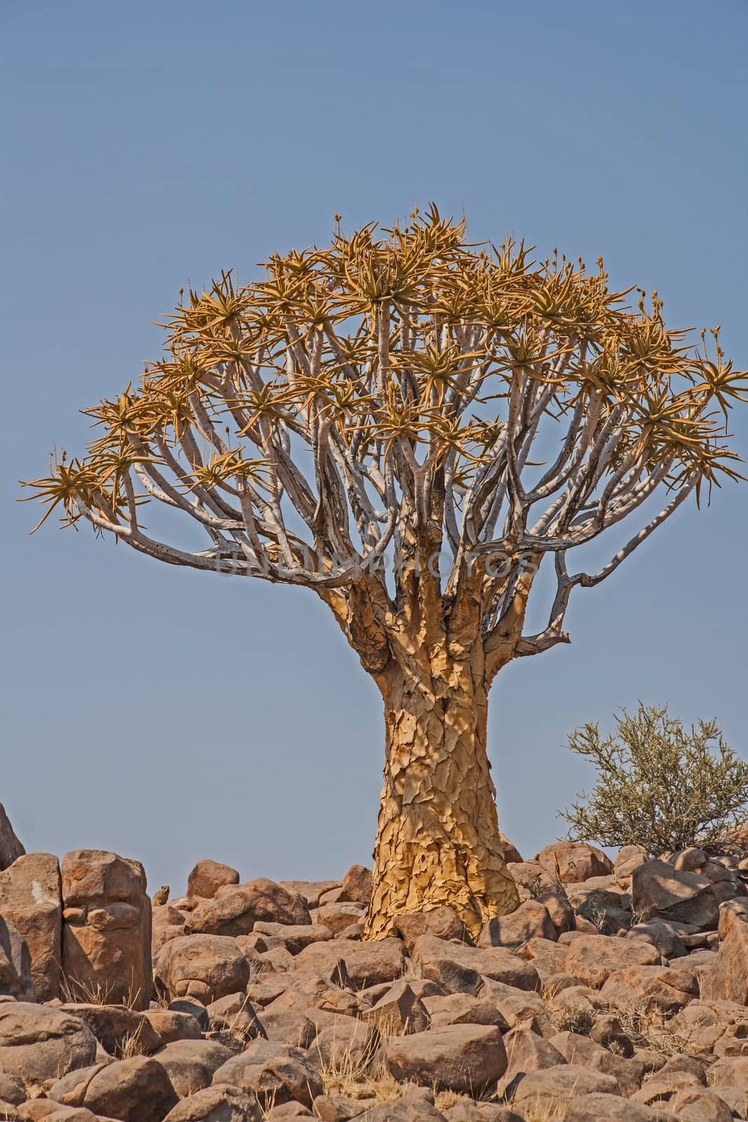 Aloidendron dichotomum, the Quiver Tree. in Southern Namibia 7 by kobus_peche