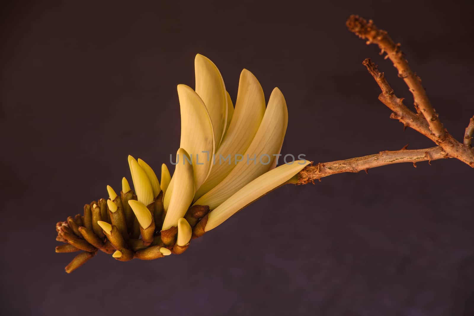 The rare cream colored flower of the red Coral Tree