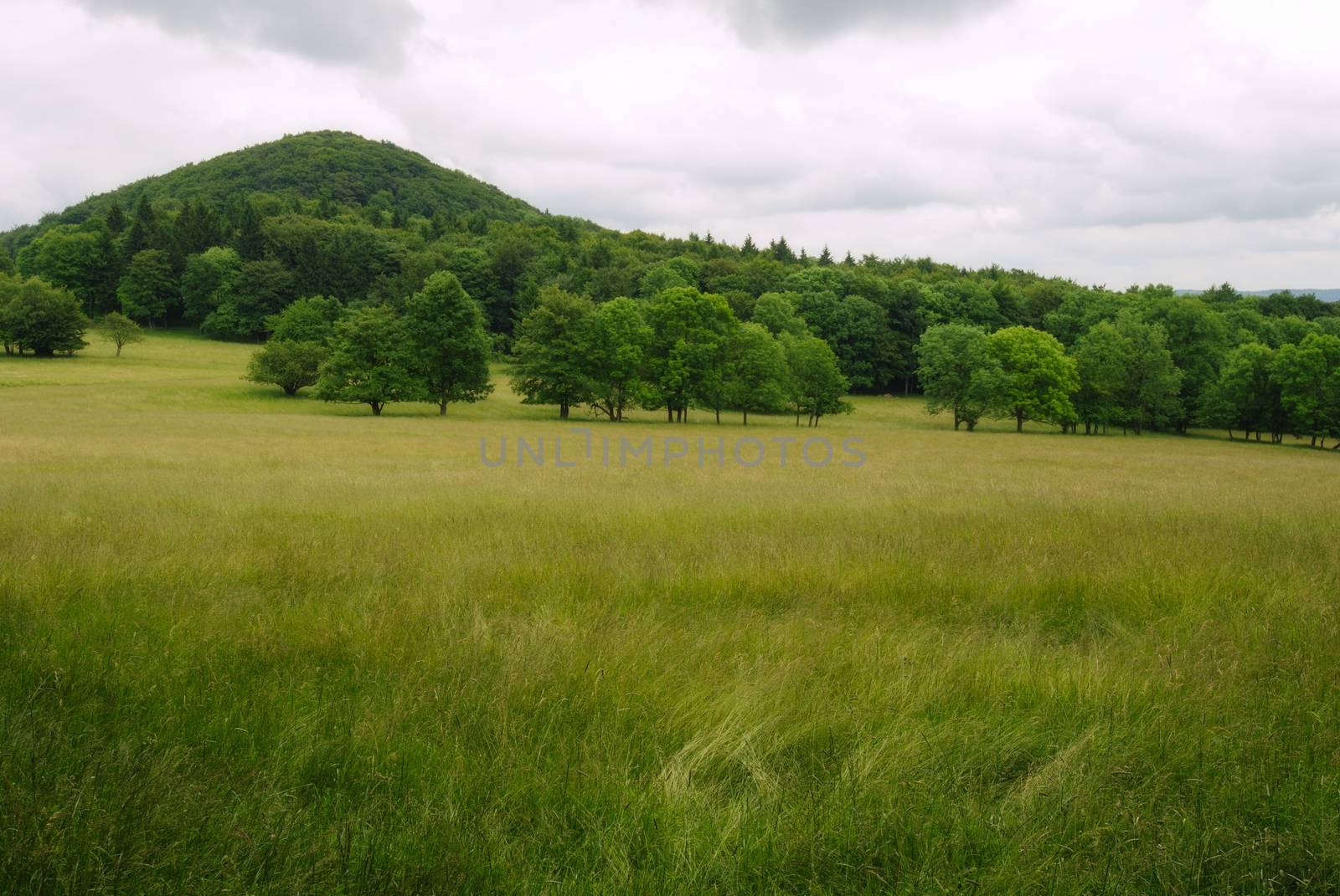 Beautiful summer landscape with meadows, forests and sky