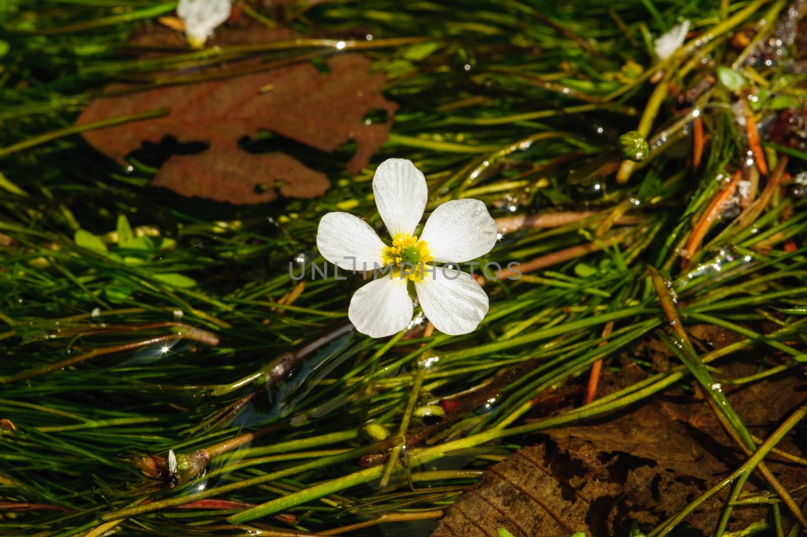 Detail of a white flower in a beautiful clean river