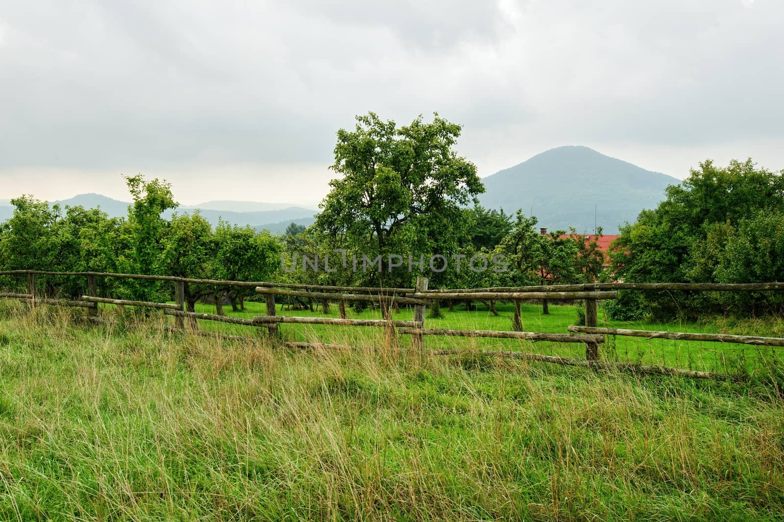 Beautiful green landscape with meadow, trees and sky