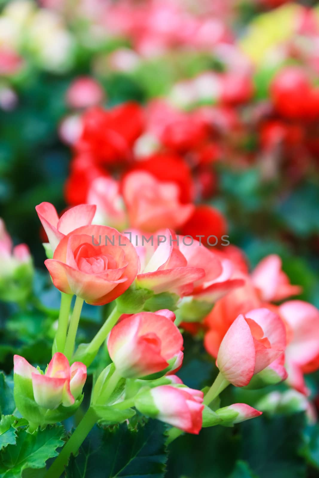 Pattern of beautiful natural  begonia flowers texture full blooming in flower garden for background and wallpaper, soft focus