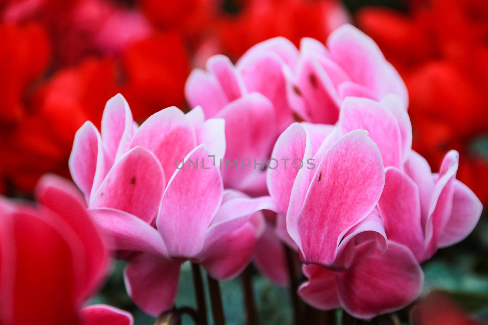 Beautiful pink and red cyclamen flowers  by simpleBE
