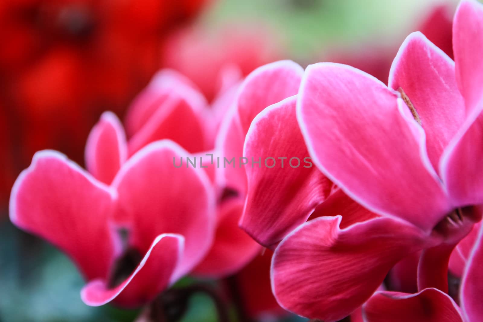 Beautiful pink and red cyclamen flowers with peculiar pattern on leaves, planted in a flower pot in a garden.