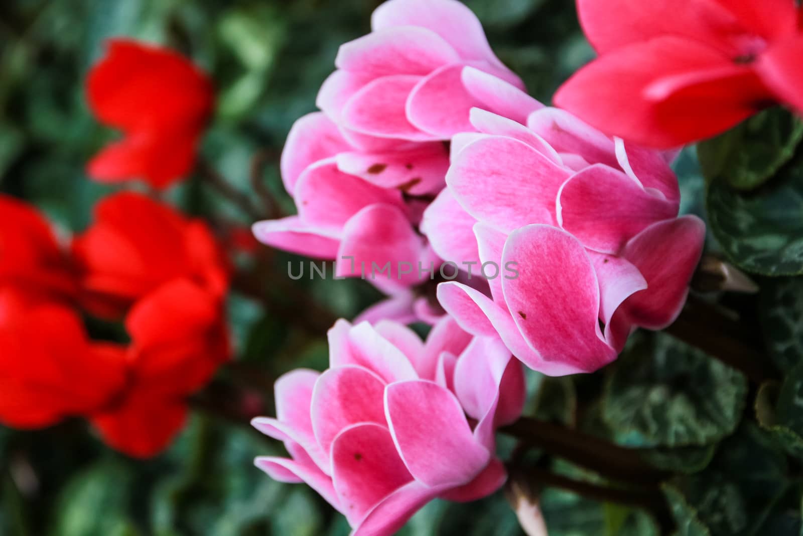 Beautiful pink and red cyclamen flowers with peculiar pattern on leaves, planted in a flower pot in a garden.