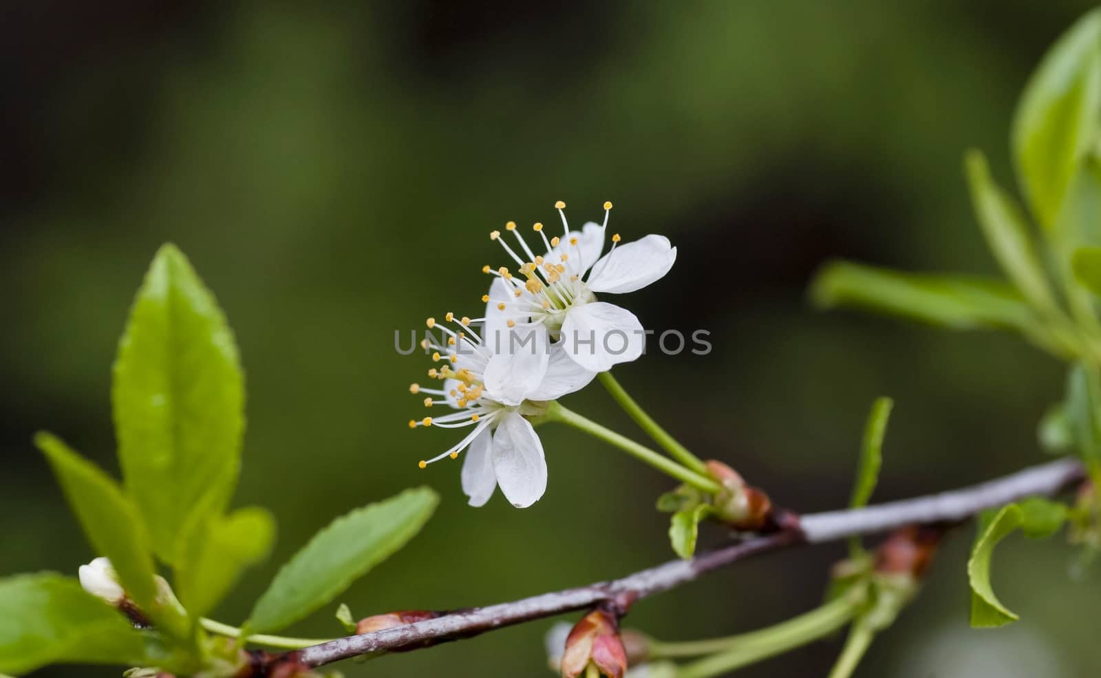 just bloomed cherry flowers on blurred natural green background