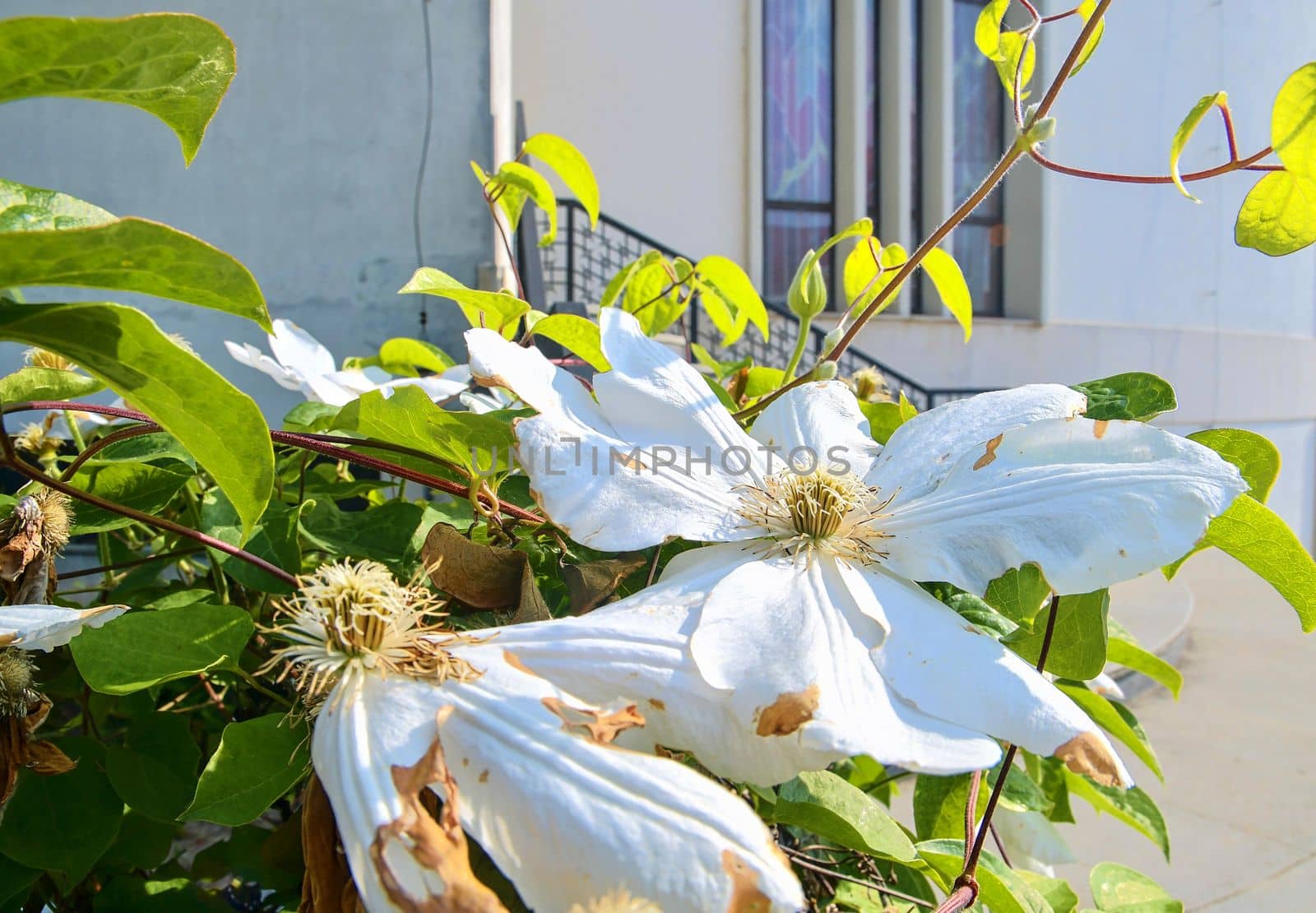 White flowers and forged banistrs. Steps into modern church by roman_nerud