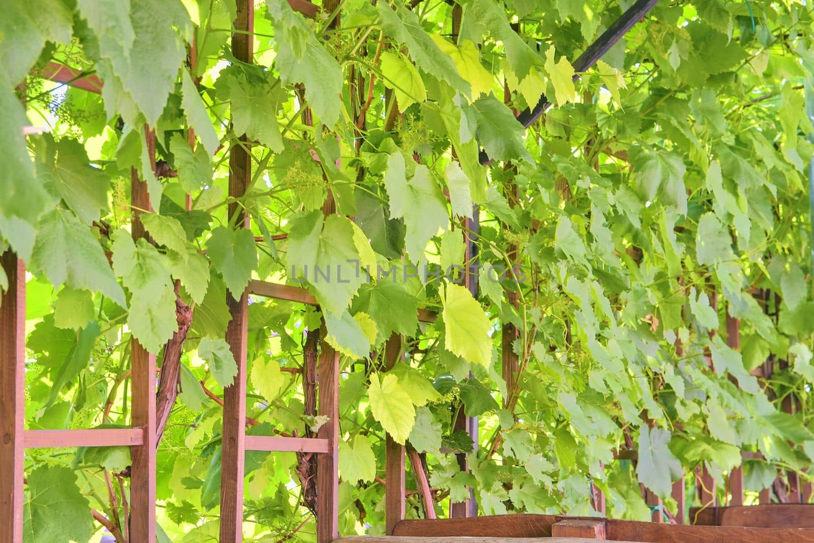 Wine background in Europe. Czech Republic, South Moravia 