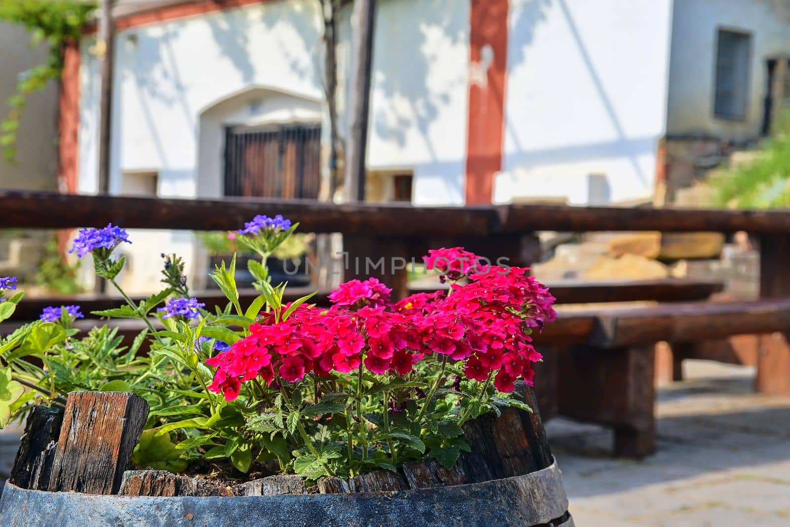 Old rustic wine barrel with flowers. Wine background in Europe. Czech Republic, South Moravia.