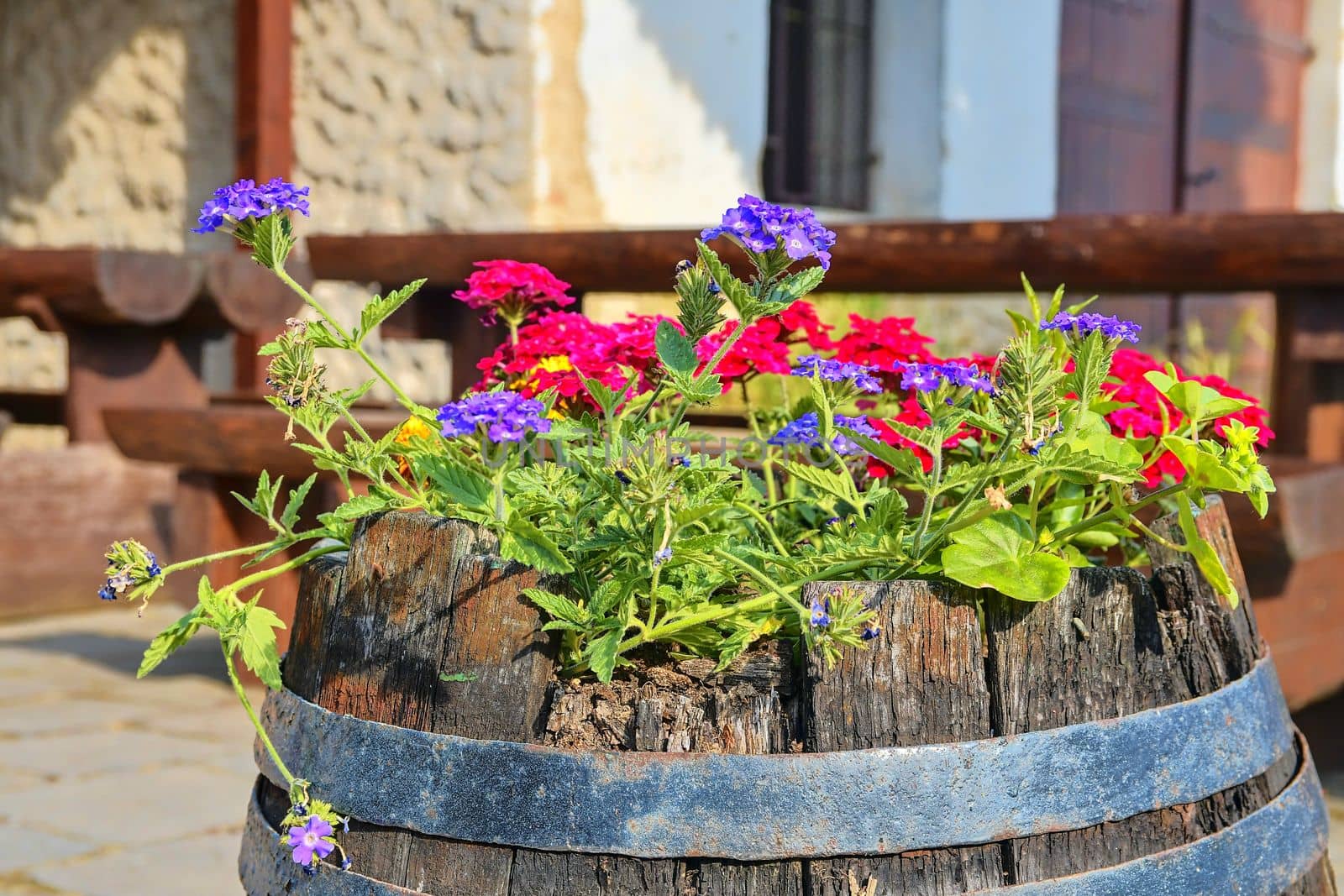 Old rustic wine barrel with flowers. Wine background in Europe. Czech Republic, South Moravia by roman_nerud