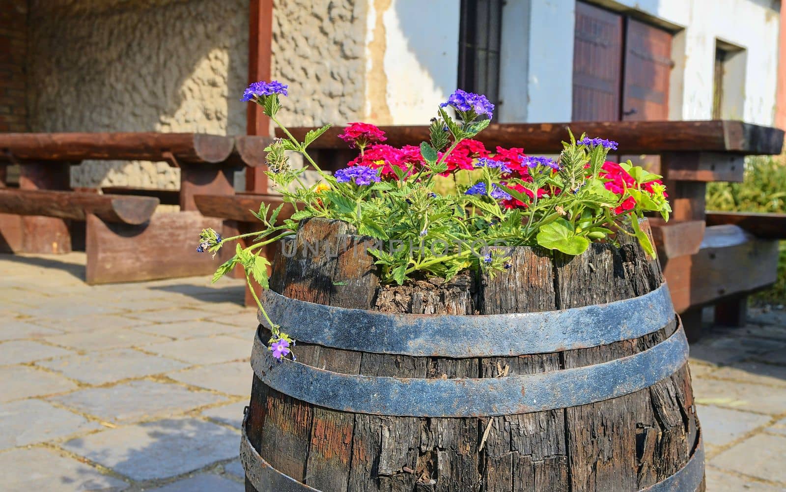 Old rustic wine barrel with flowers. Wine background in Europe. Czech Republic, South Moravia. 