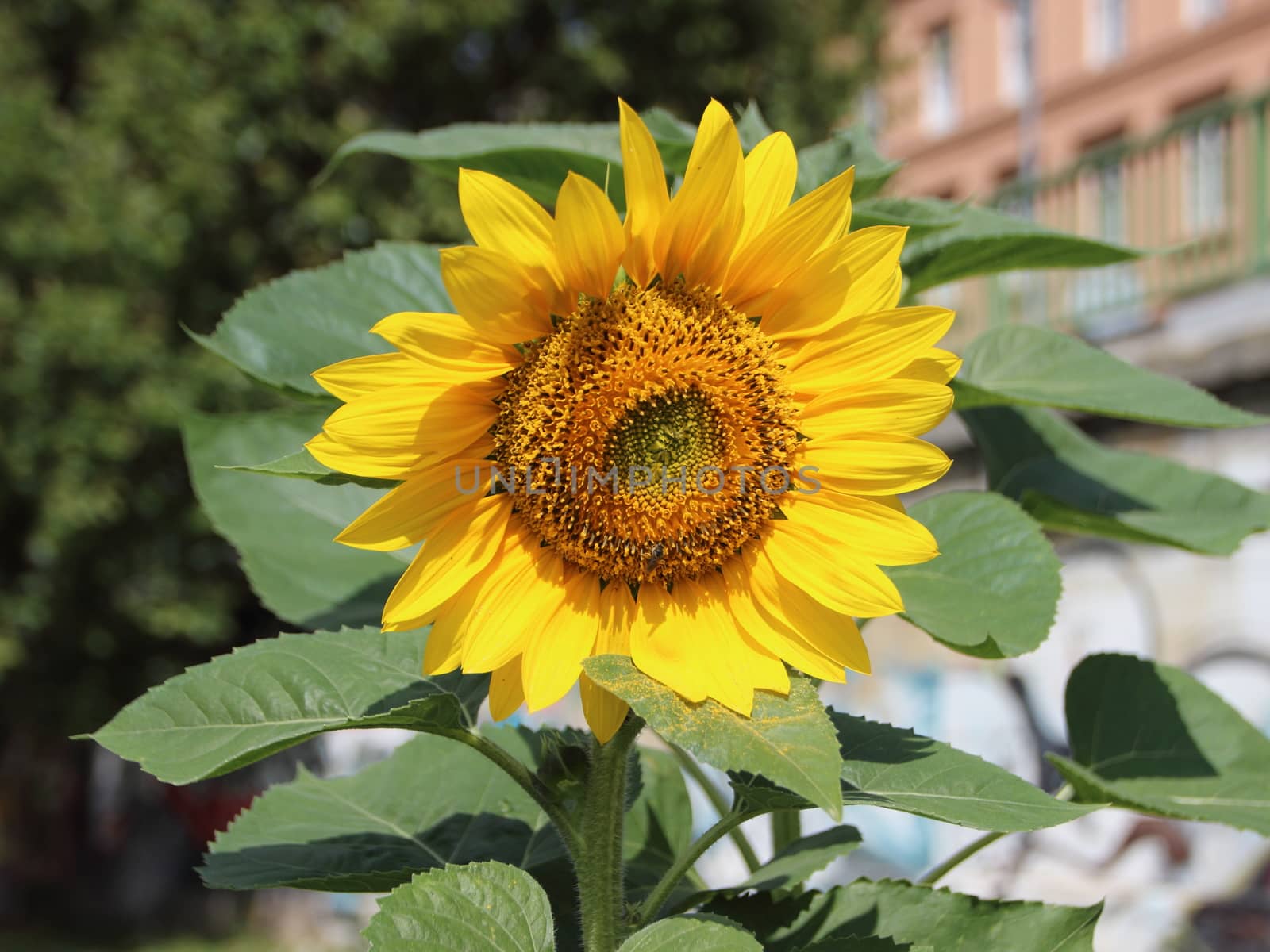 Yellow Urban Sunflower and Leaves with City Apartment Background