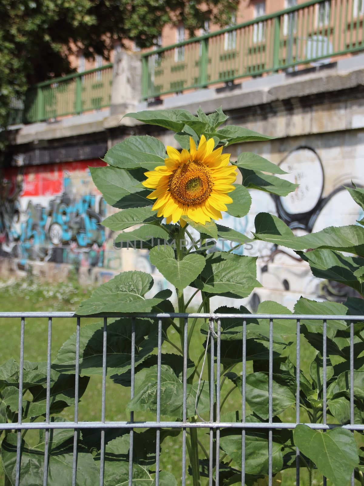 Urban Sunflower Behind Metal Bars and Graffiti Background by HoleInTheBox