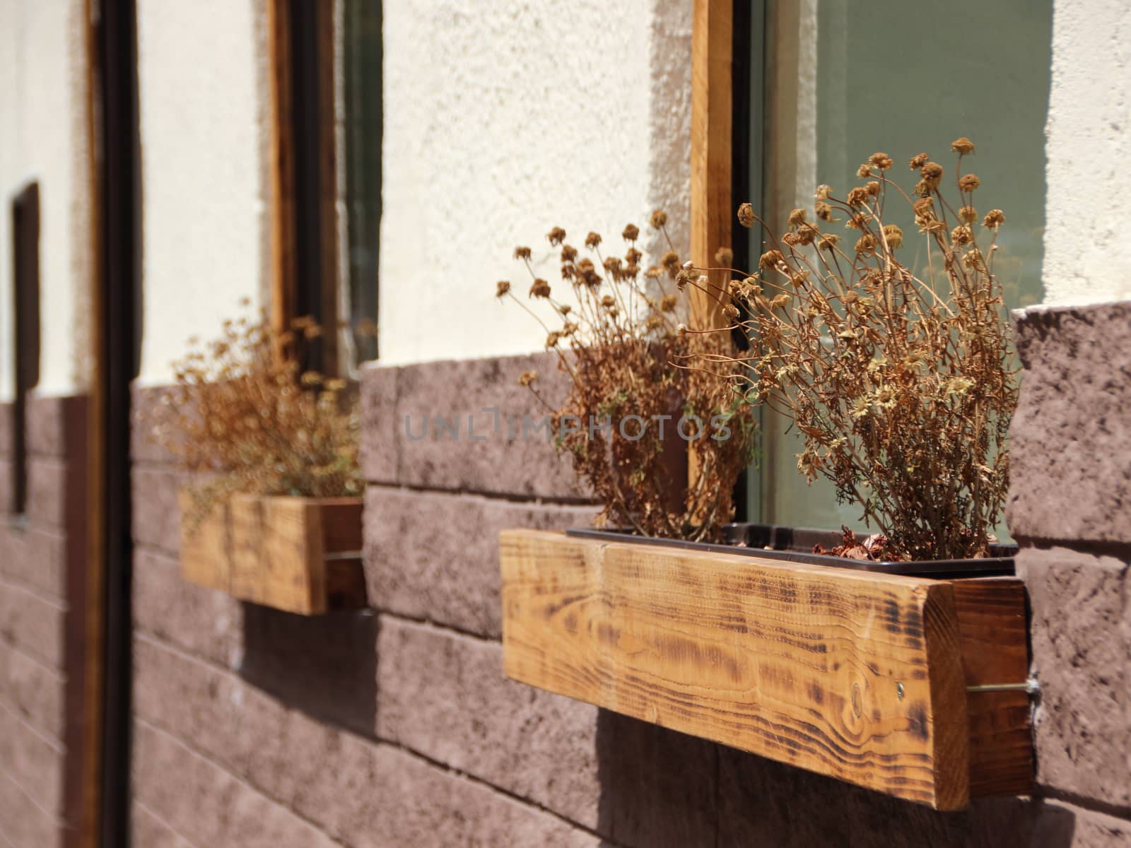 Dead Dry Withered Flowers in Wooden Window Box on Wall
