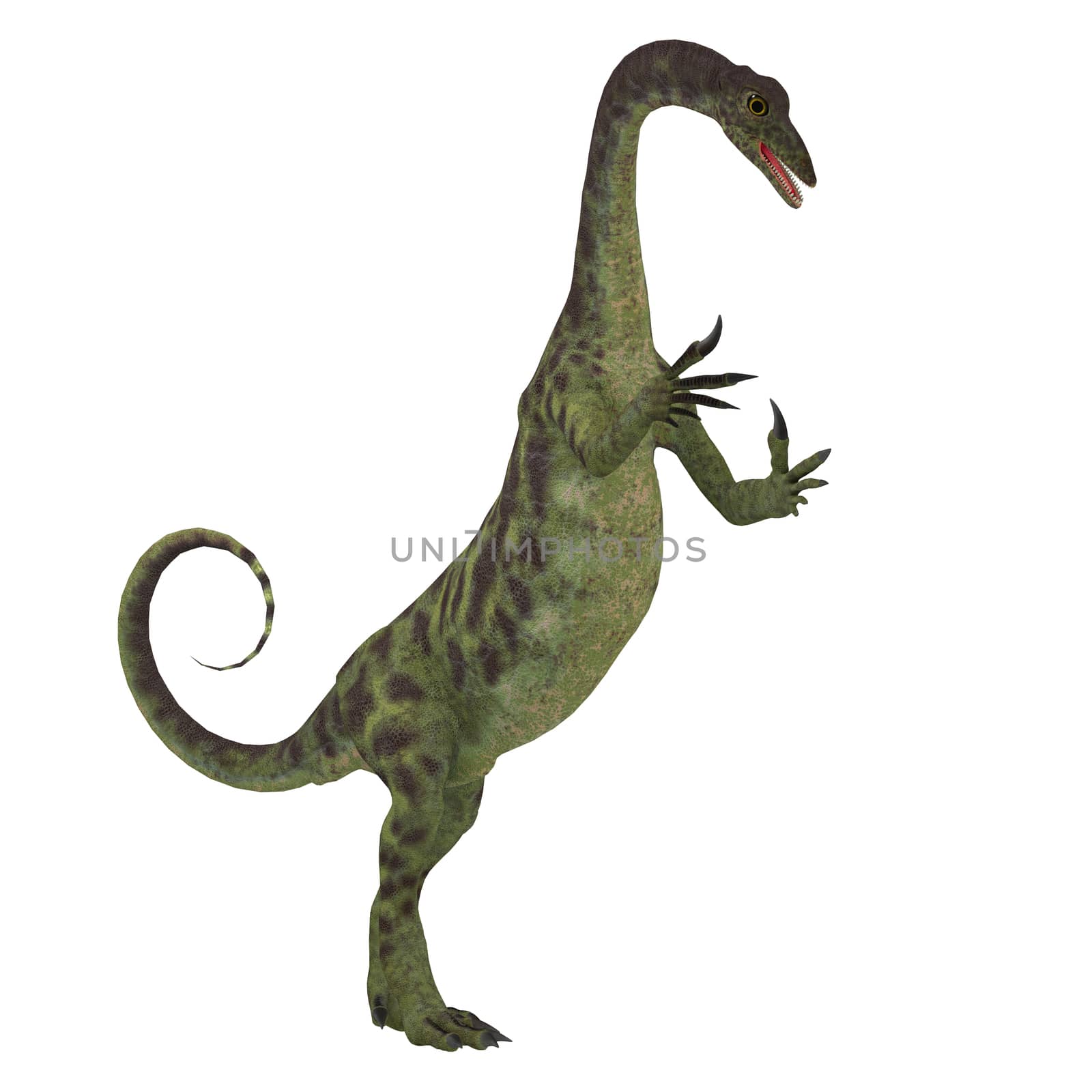 Anchisaurus Dinosaur on White by Catmando