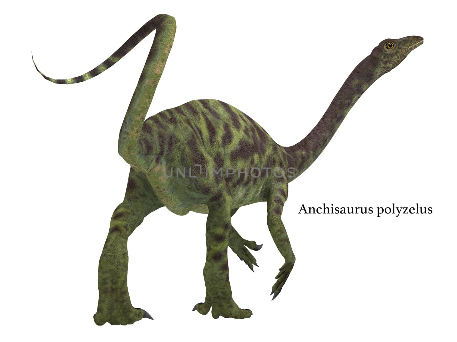 Anchisaurus Dinosaur Tail by Catmando