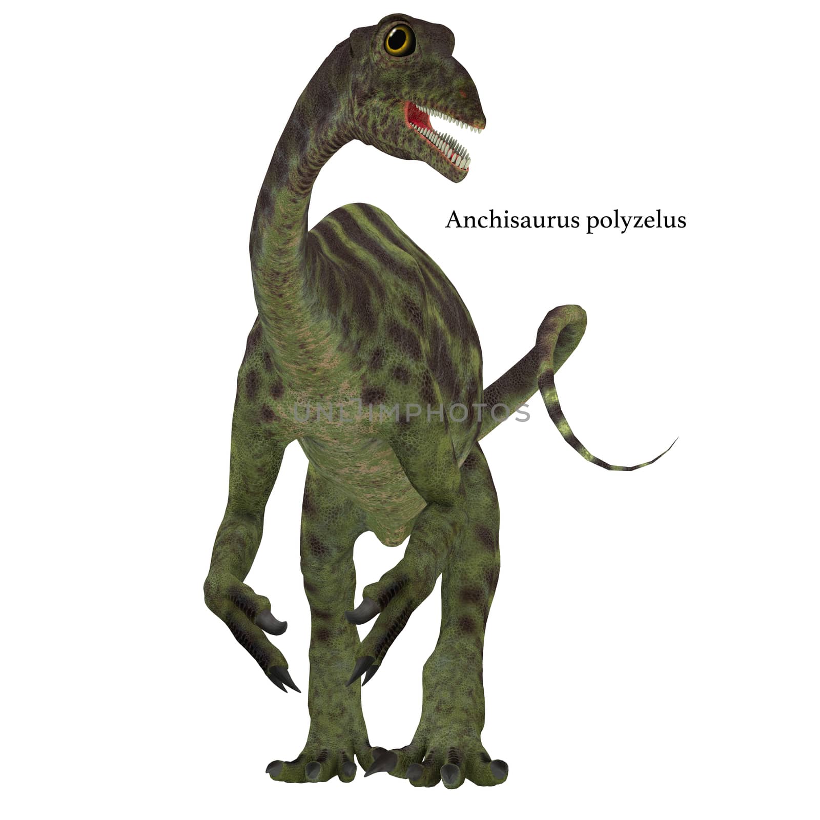 Anchisaurus Jurassic Dinosaur by Catmando
