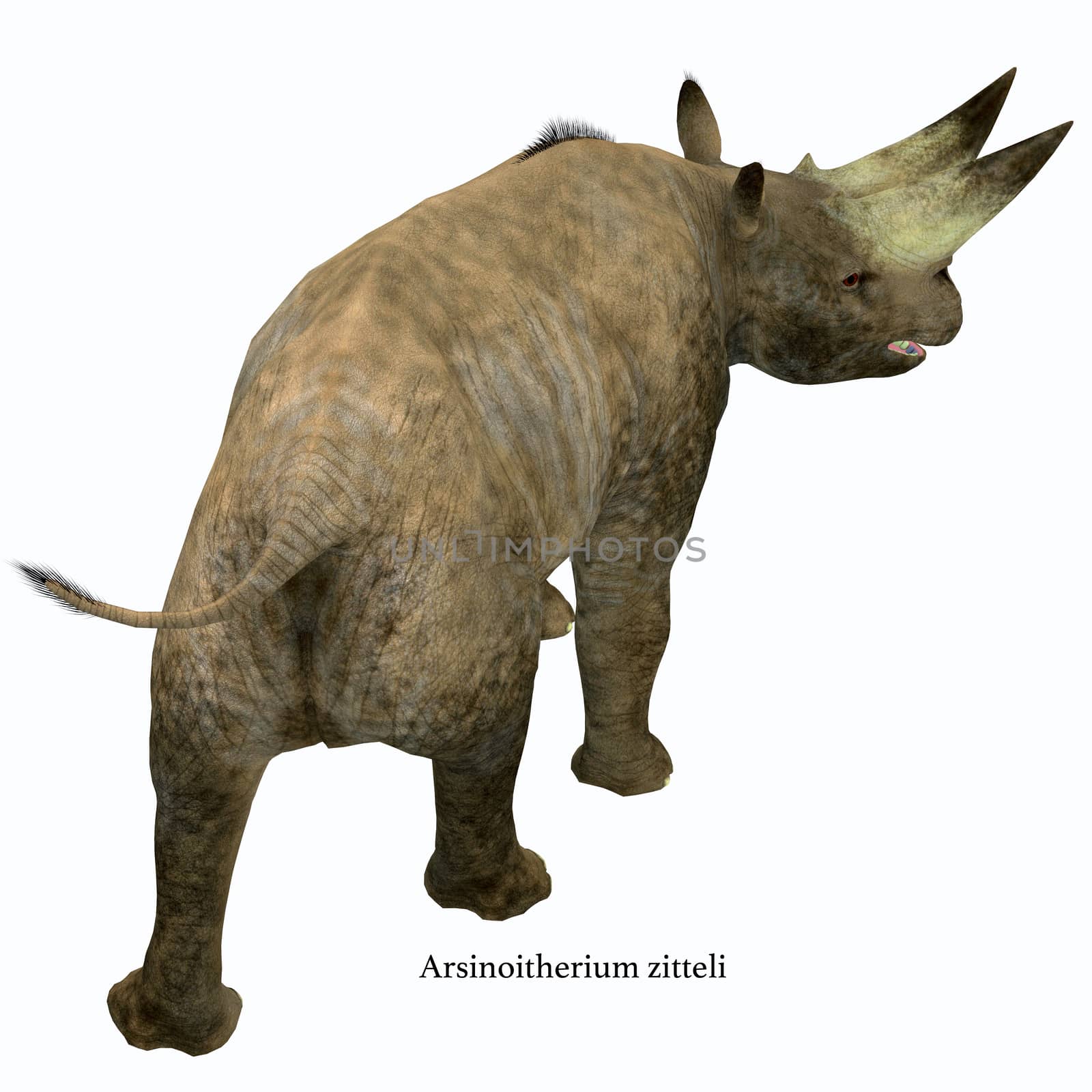 Arsinoitherium Mammal Tail by Catmando