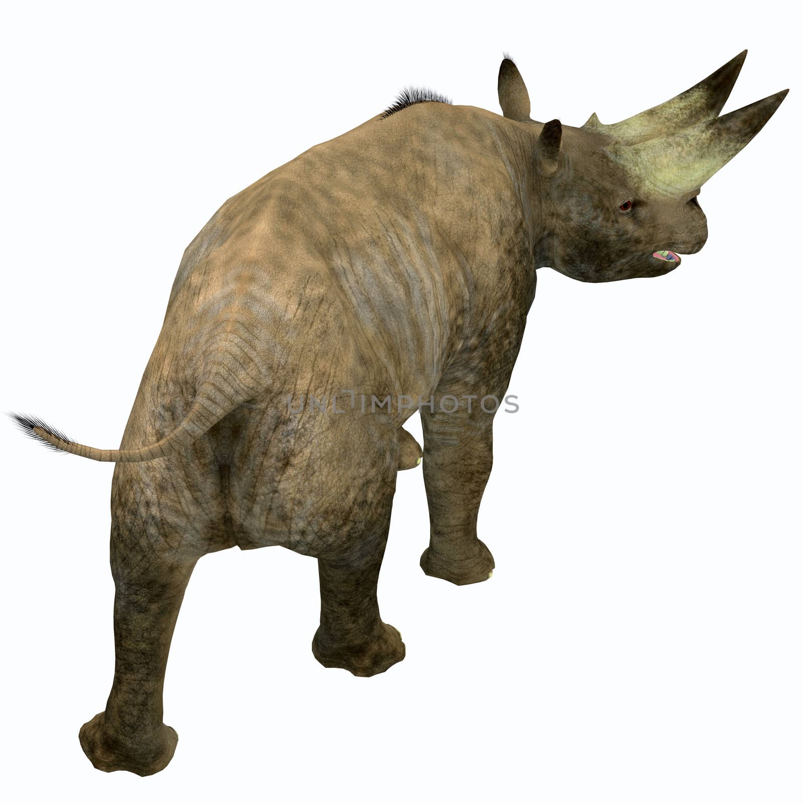 Arsinoitherium was a herbivorous rhinoceros-like mammal that lived in Africa in the Early Oligocene Period.