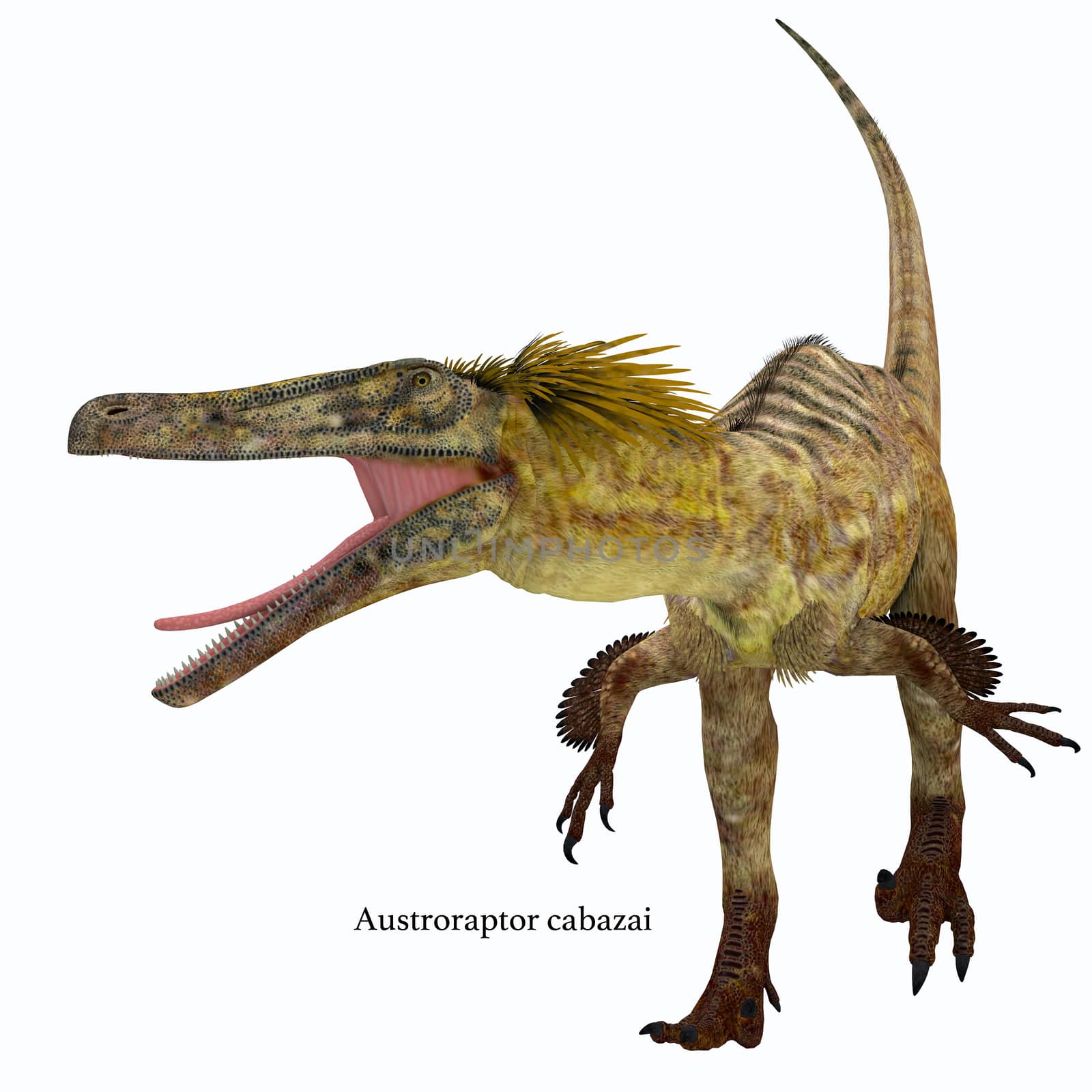 Austroraptor Dinosaur on White by Catmando
