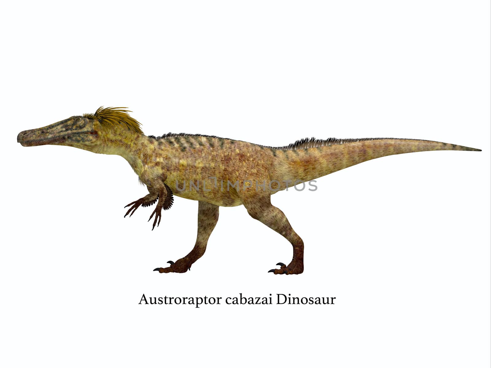 Austroraptor Dinosaur Side Profile by Catmando