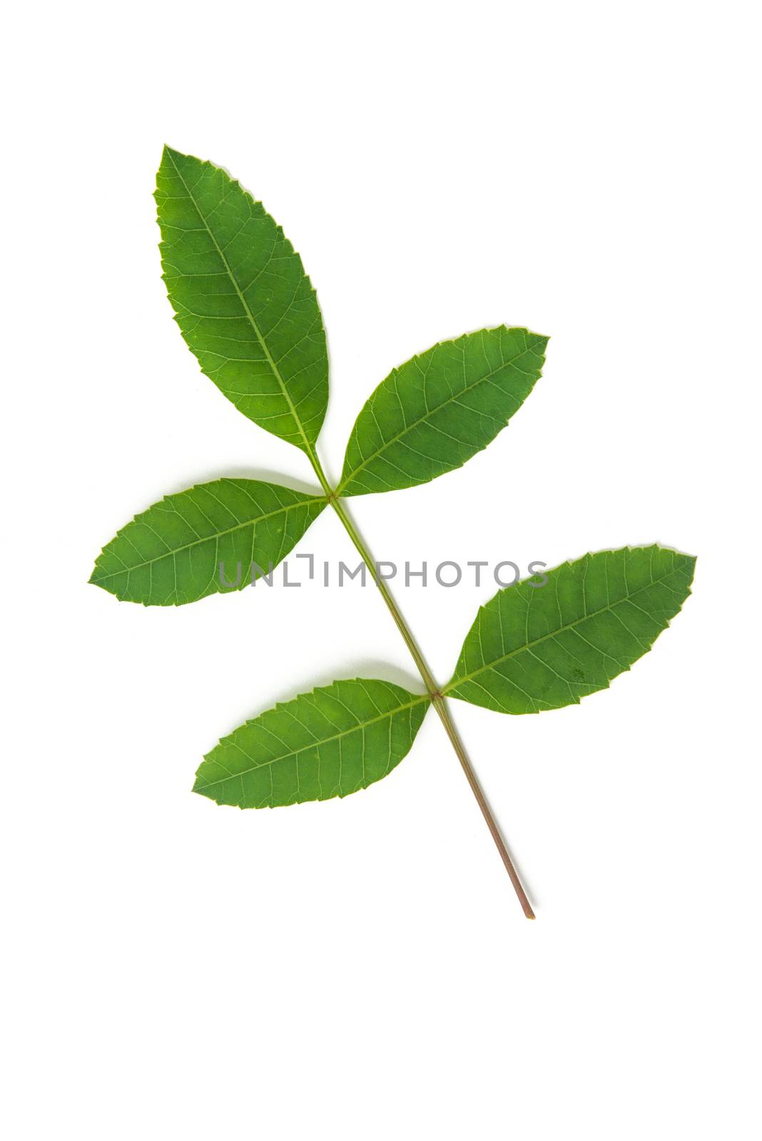 brazilian pepper leaf isolated on white