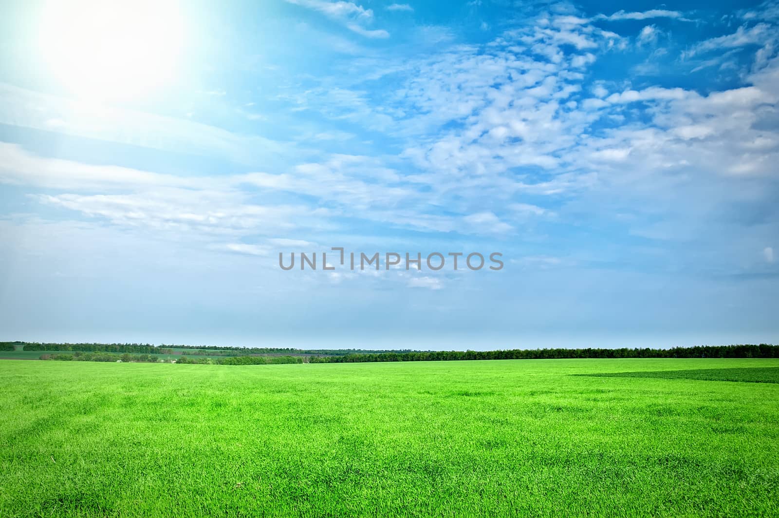 Sunset sun and field of green fresh grass under blue sky