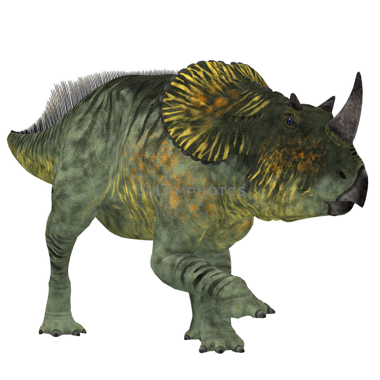 Brachyceratops is a herbivorous Ceratopsian dinosaur that lived in Alberta, Canada and Montana, USA in the Cretaceous Period.