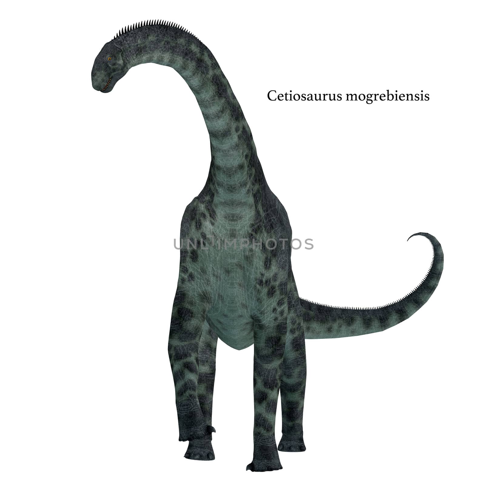 Cetiosaurus Dinosaur on White by Catmando