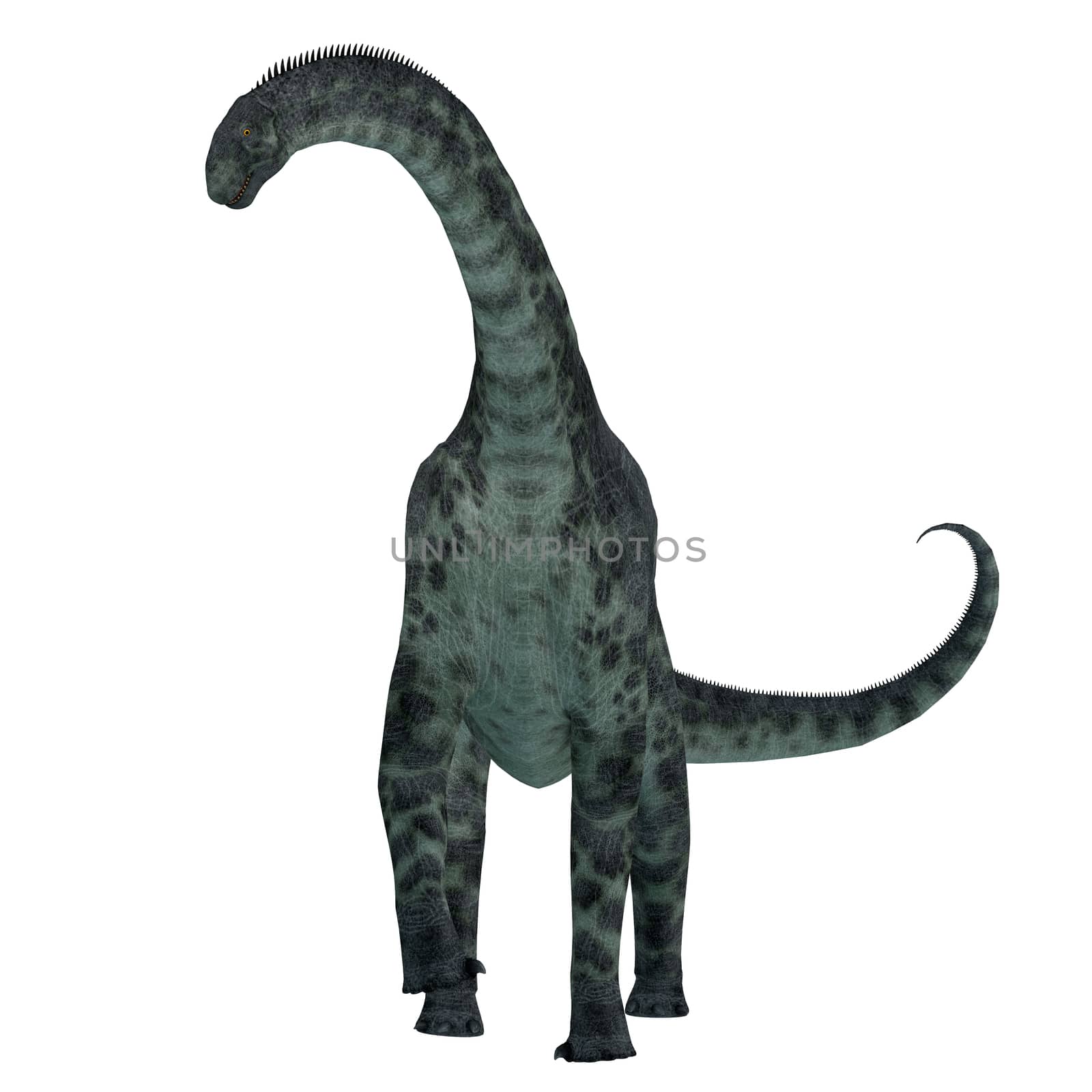 Cetiosaurus was a herbivorous sauropod dinosaur that lived in Morocco, Africa in the Jurassic Period.
