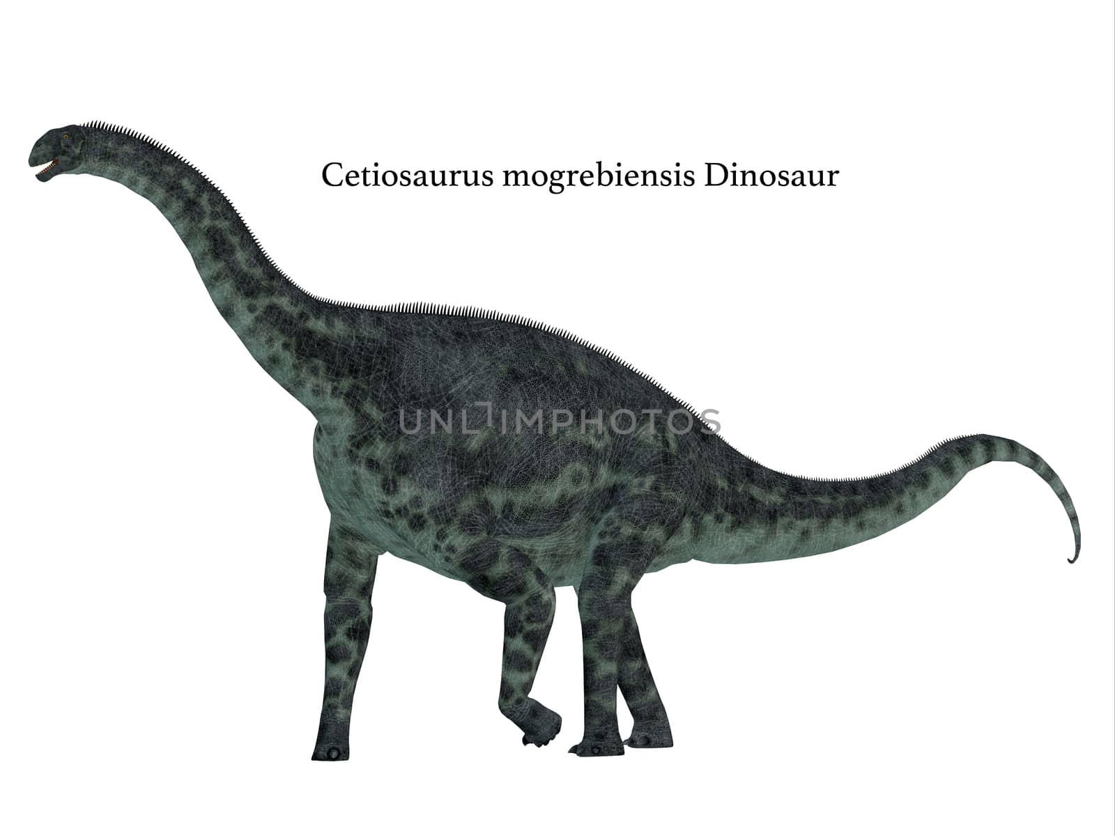 Cetiosaurus Dinosaur Side Profile by Catmando