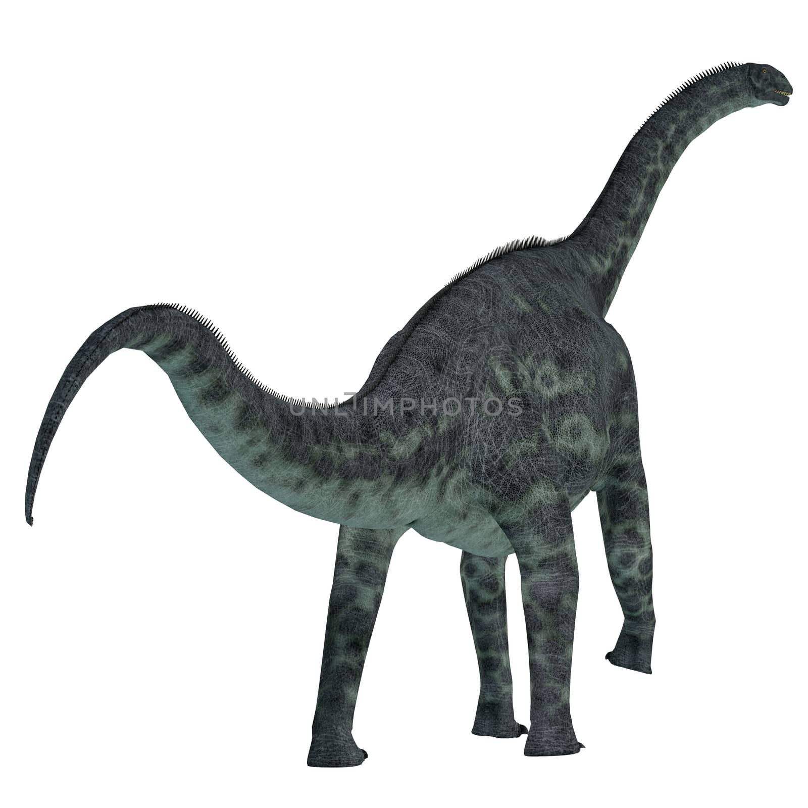 Cetiosaurus Dinosaur Tail by Catmando