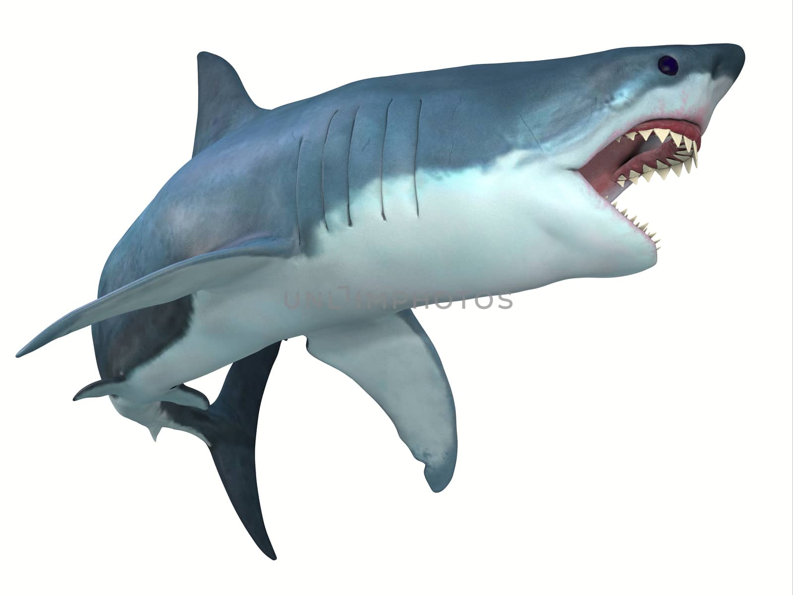 Dangerous Great White Shark by Catmando