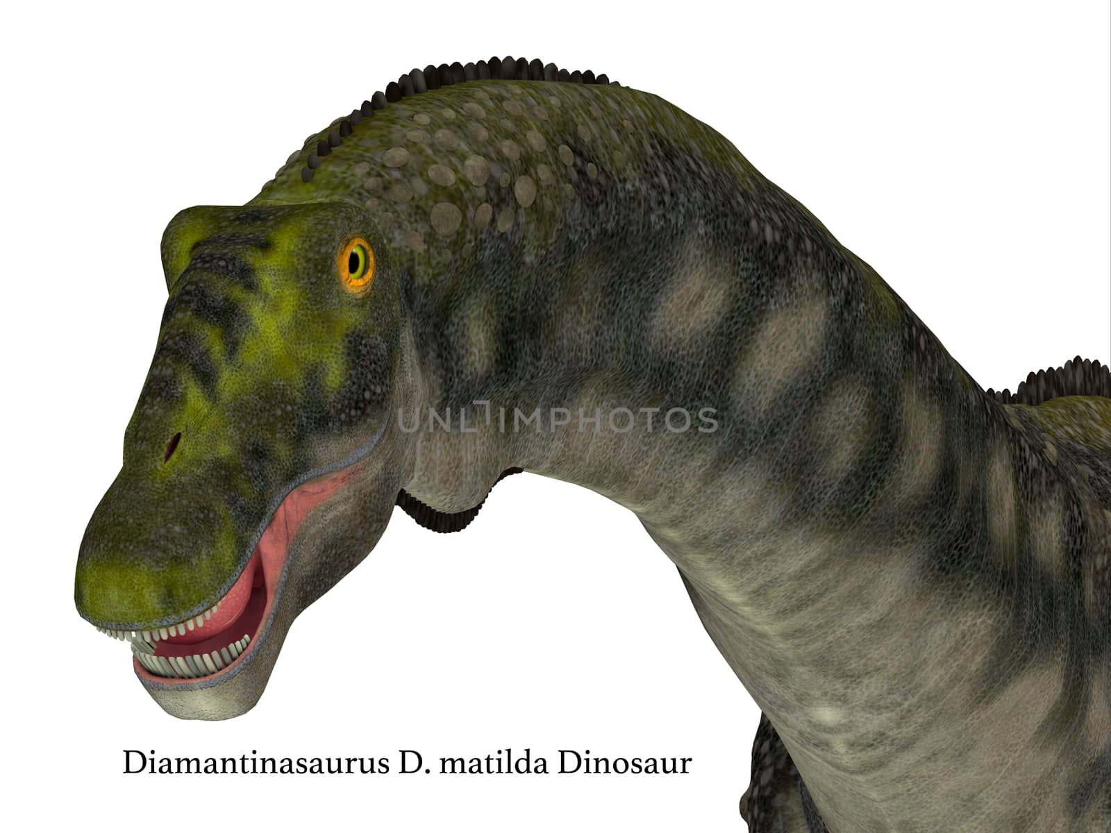 Diamantinasaurus Dinosaur Head by Catmando