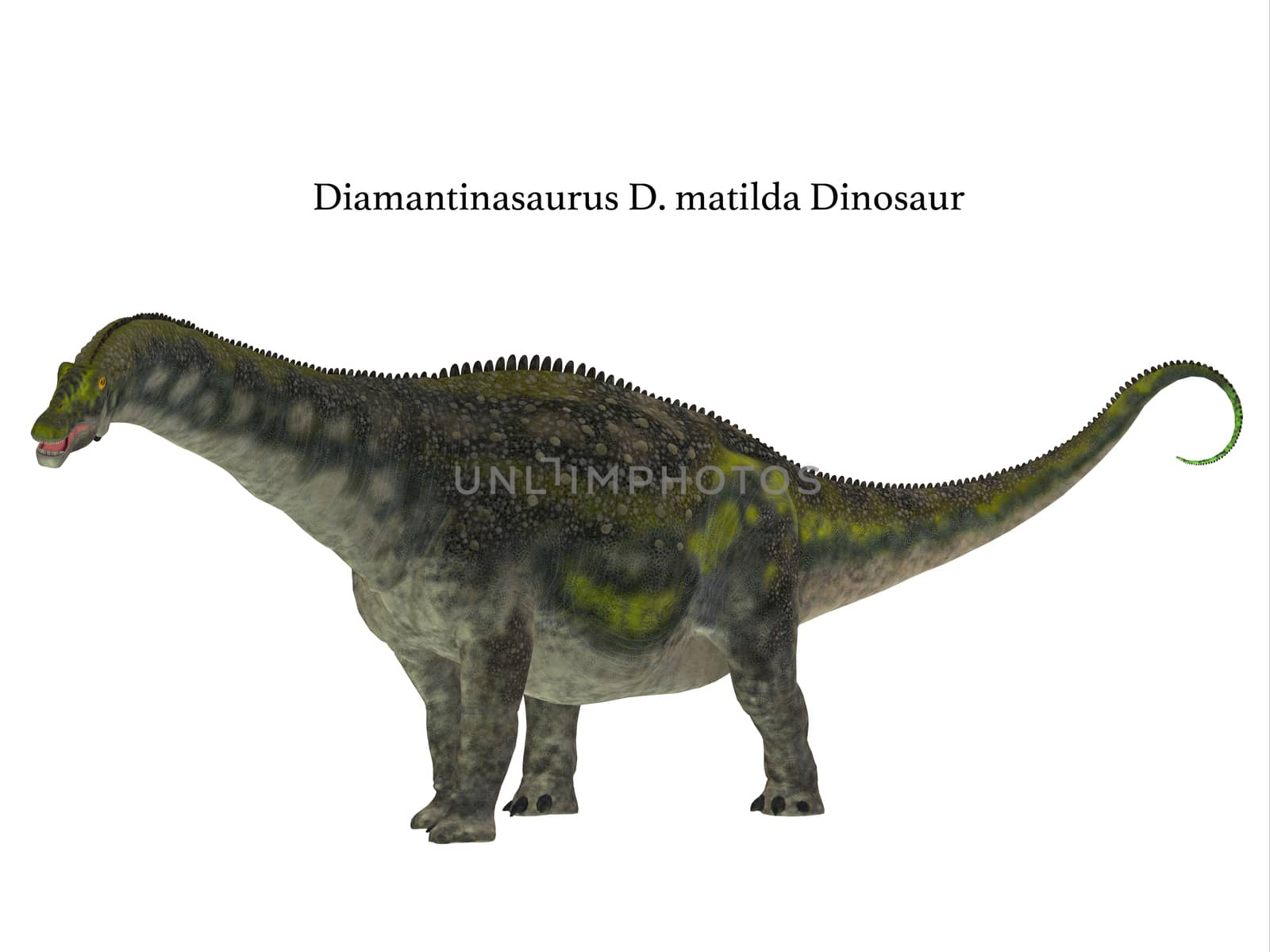 Diamantinasaurus Dinosaur Side Profile by Catmando