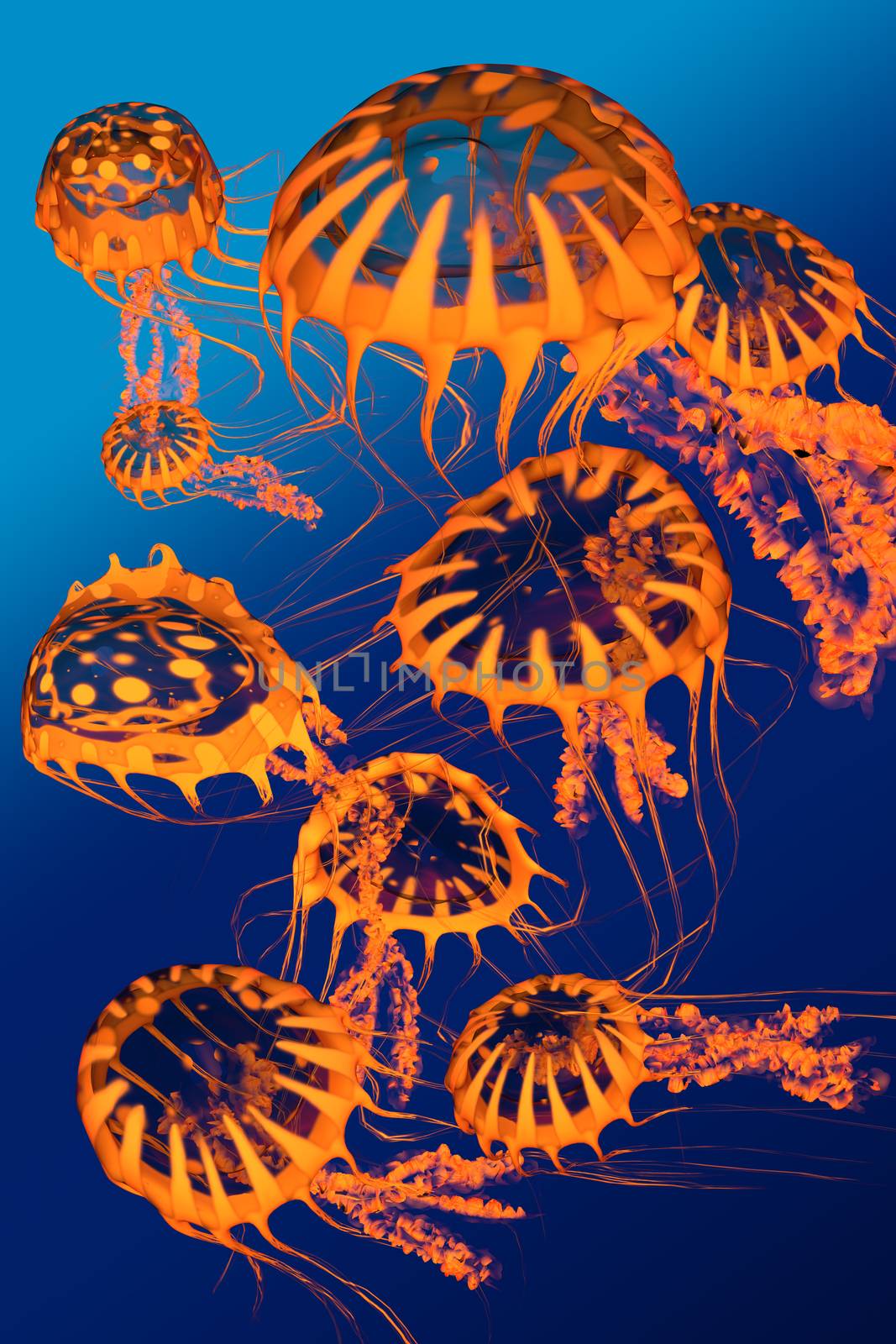 A group of golden jellyfish dance around each other in blue ocean surface waters.