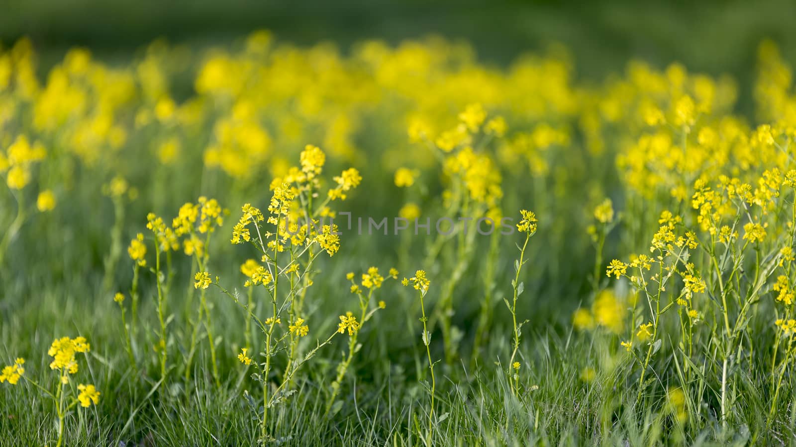 Yellow Flowers in Green Grass close up.