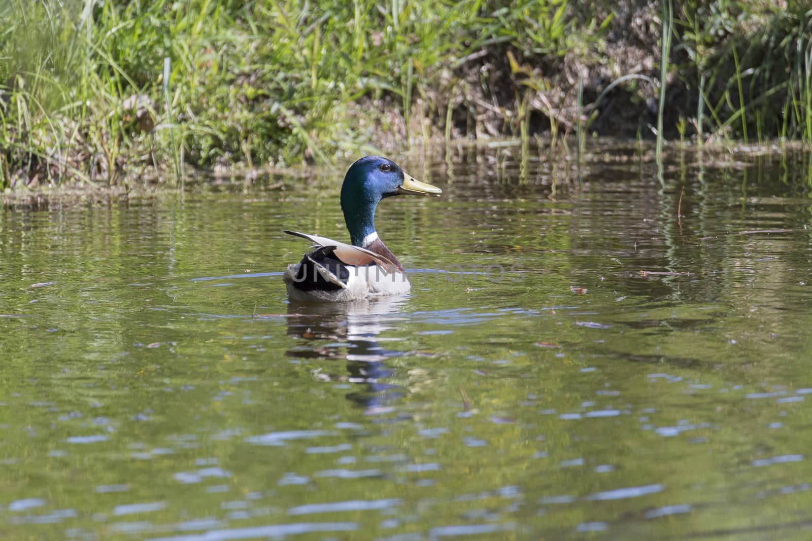 Male Mallard Swimming in Water.
