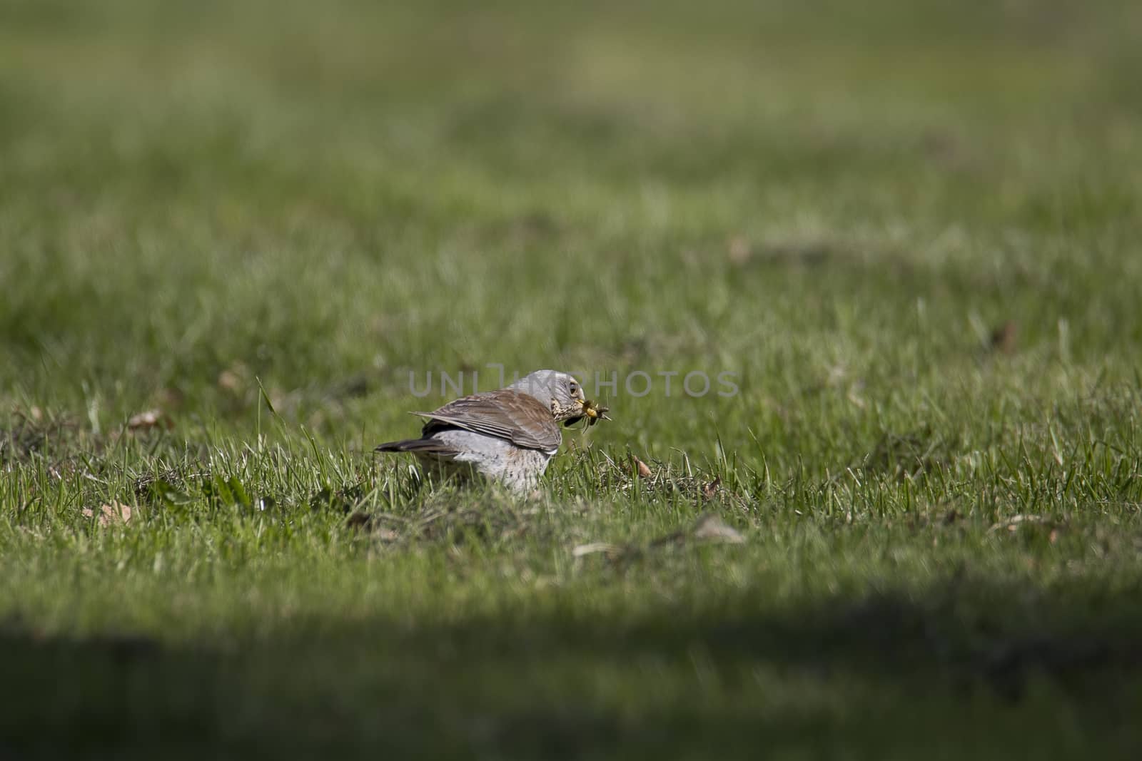 Fieldfare Bird with Caterpillar in green grass.