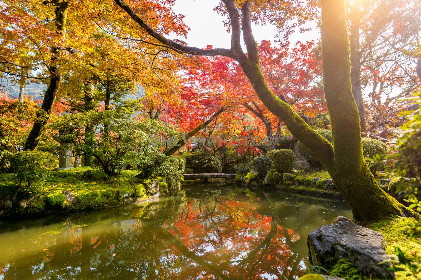 Colorful leaves in autumn park.