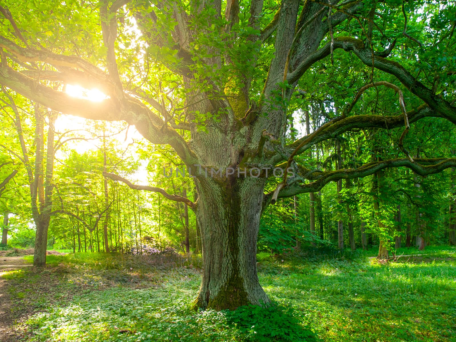 Sunlight from behind an old oak in the lush green park by pyty