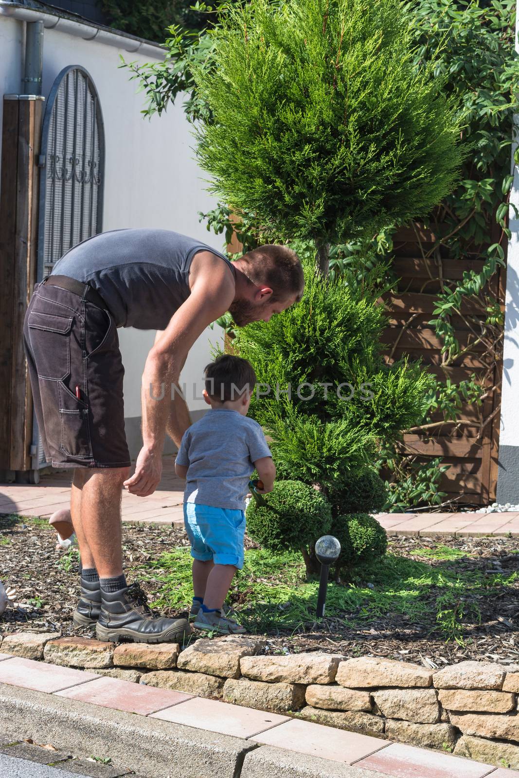 Thuja or boxwood with a hedge trimmer in form cutting