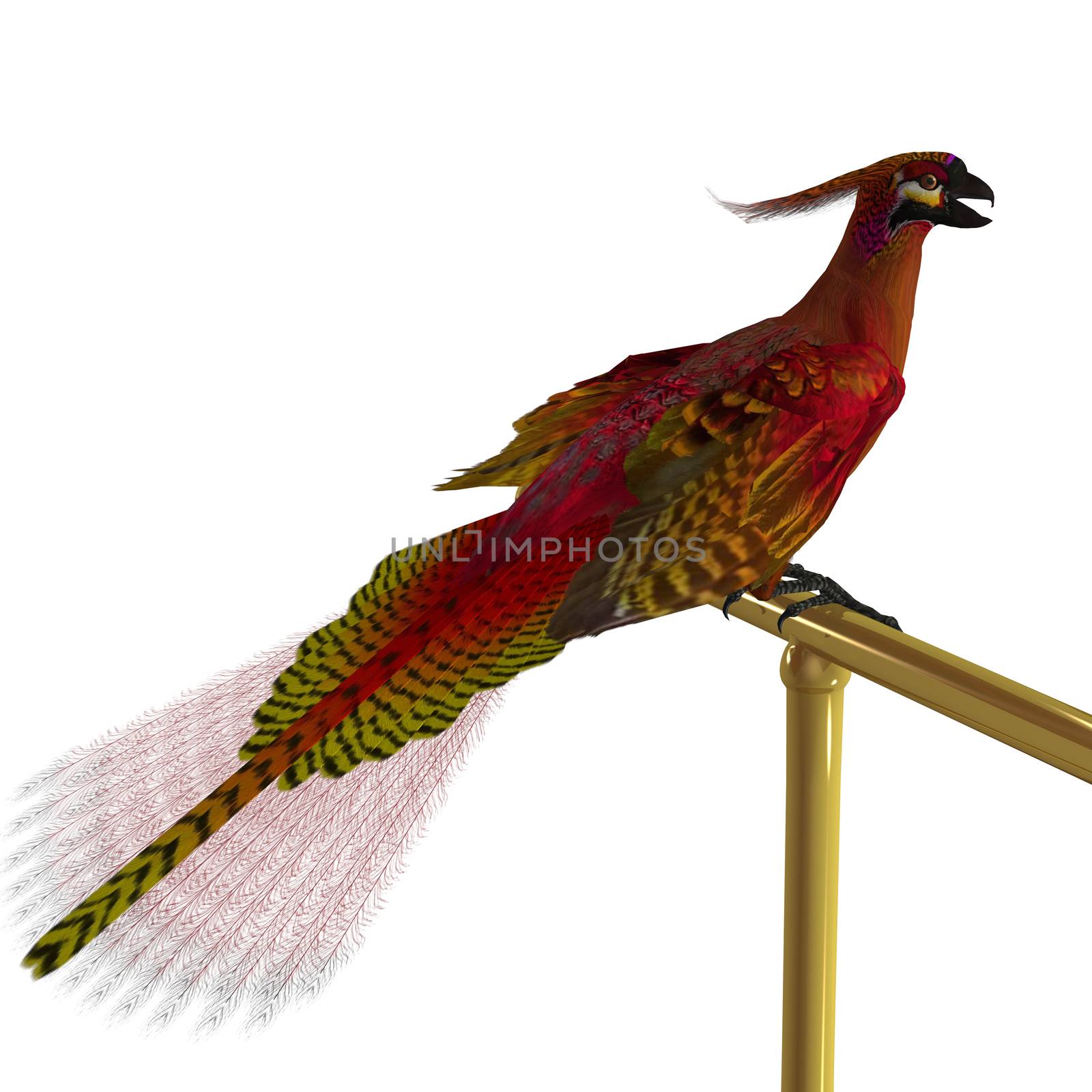Phoenix Bird on Perch by Catmando