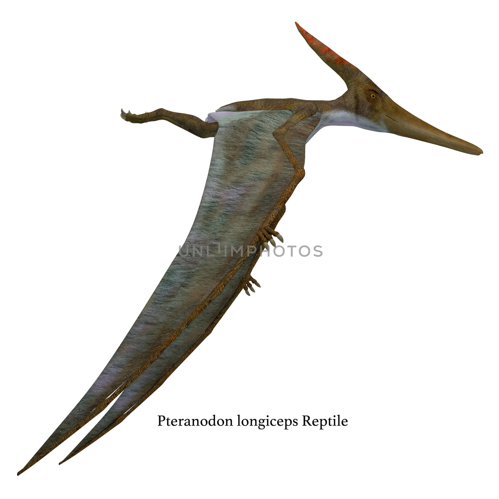 Pteranodon was a flying carnivorous reptile that lived in North America in the Cretaceous Period.