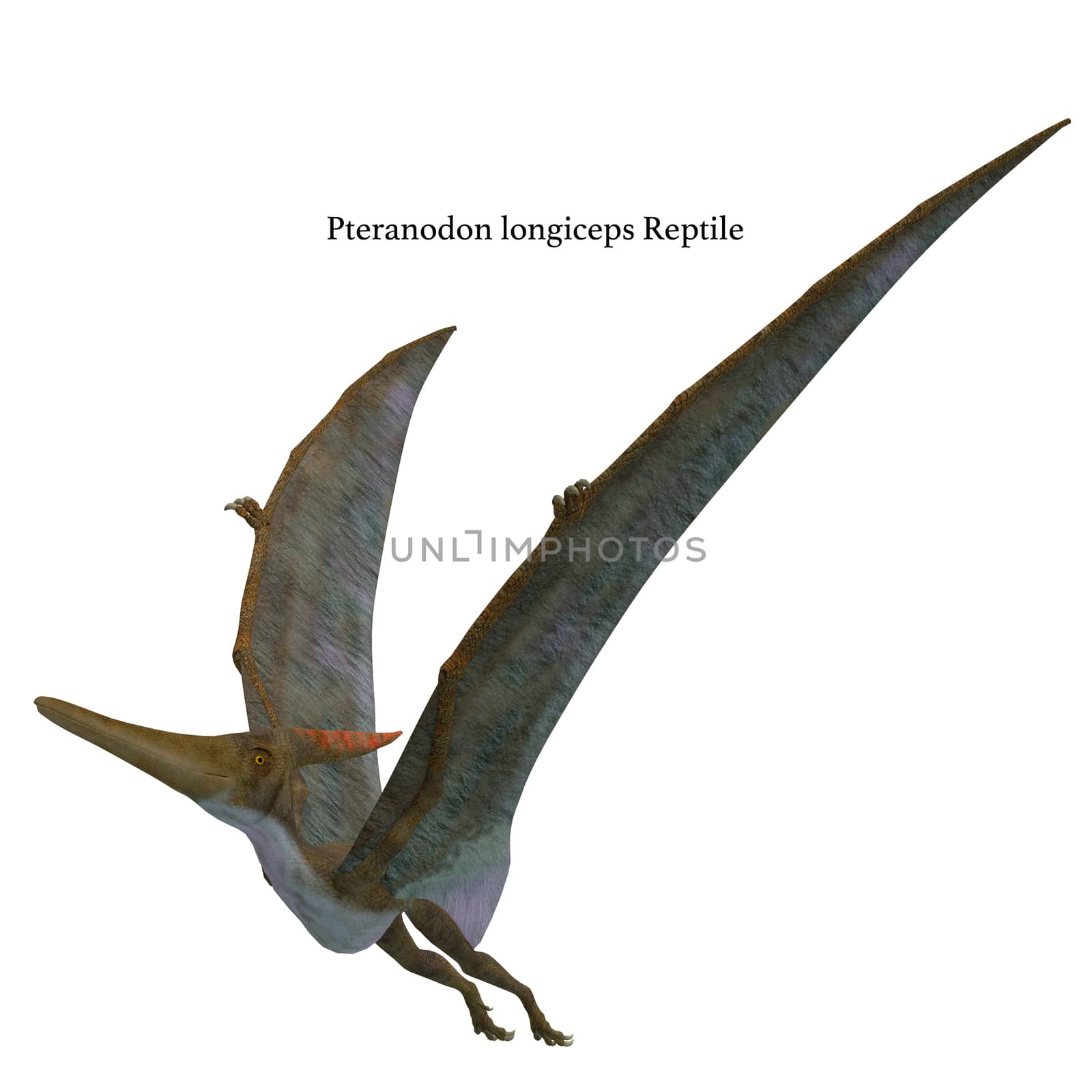 Pteranodon was a flying carnivorous reptile that lived in North America in the Cretaceous Period.
